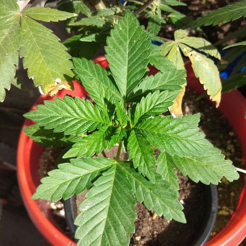Cookies USA growlog timeline photo