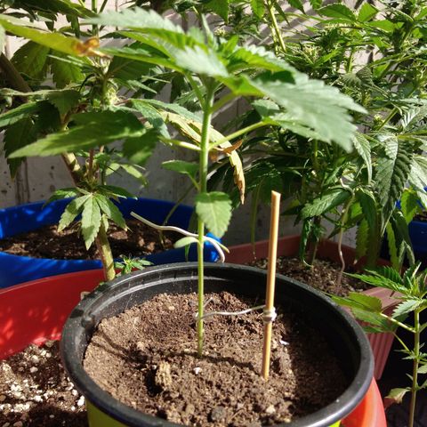 Cookies USA growlog timeline photo