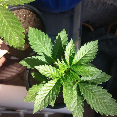 Cookies USA growlog timeline photo