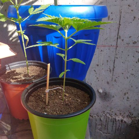 Cookies USA growlog timeline photo