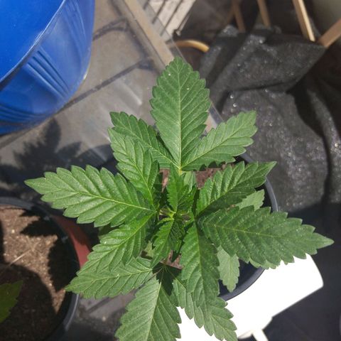 Cookies USA growlog timeline photo