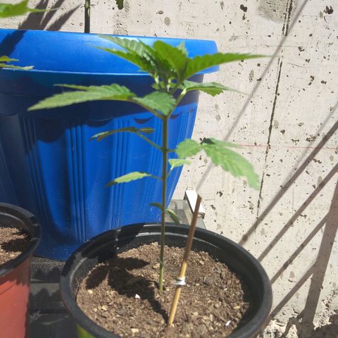 Cookies USA growlog timeline photo