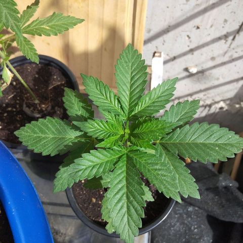 Cookies USA growlog timeline photo