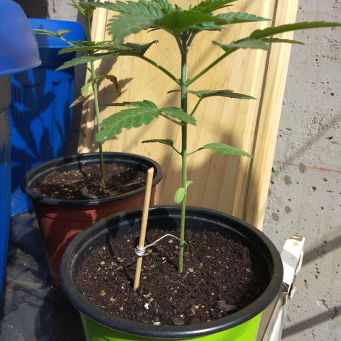 Cookies USA growlog timeline photo