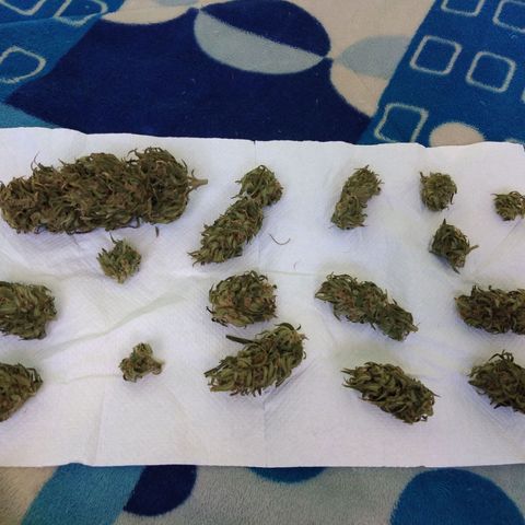 Top growlog photo: Producción de Top, tercer día de curado y aun no pesado. 