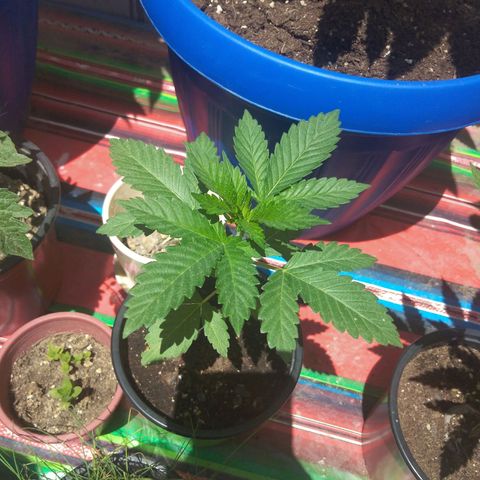 Cookies USA growlog timeline photo