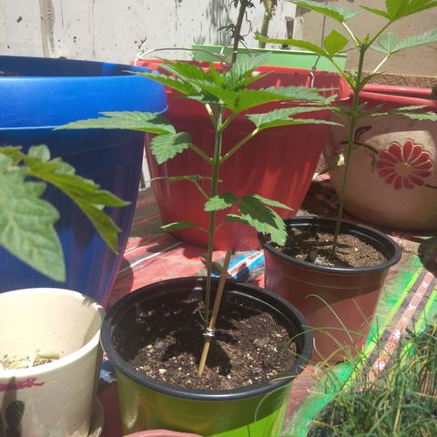 Cookies USA growlog timeline photo