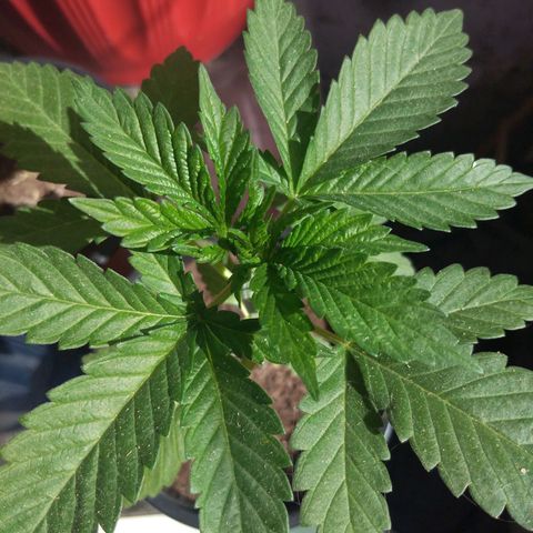 Cookies USA growlog timeline photo