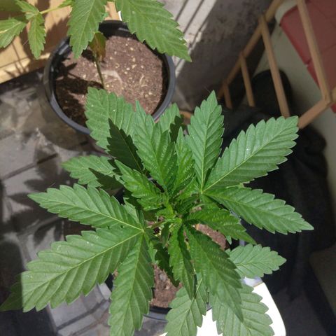 Cookies USA growlog timeline photo
