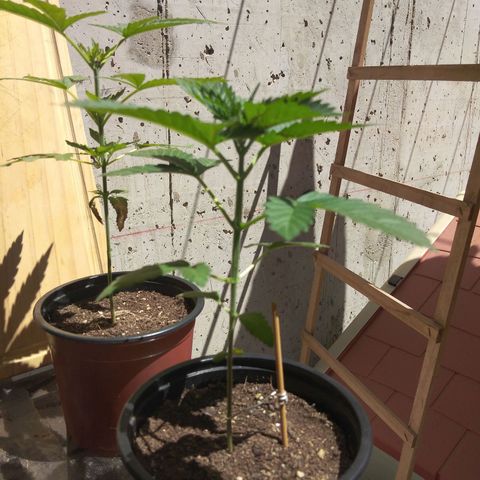 Cookies USA growlog timeline photo