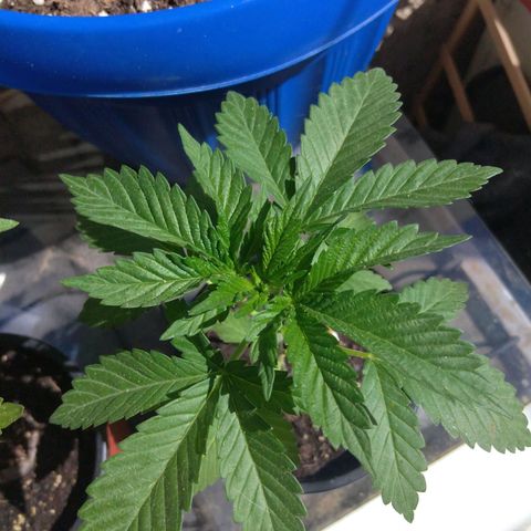 Cookies USA growlog timeline photo