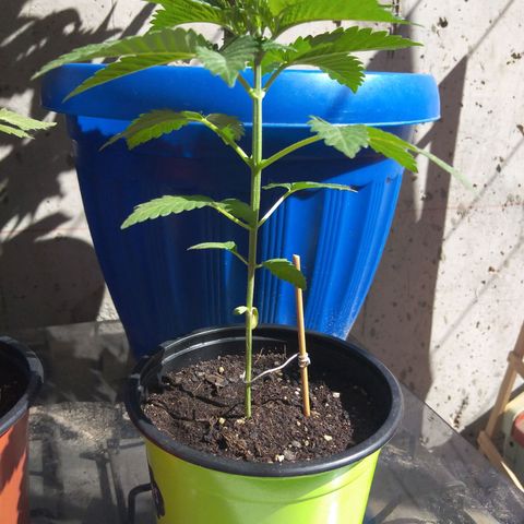Cookies USA growlog timeline photo