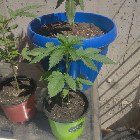 Cookies USA growlog timeline photo