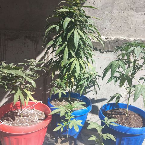 Top growlog timeline photo