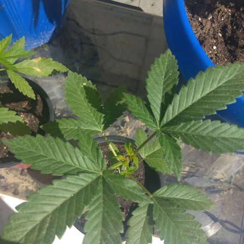 Cookies USA growlog timeline photo
