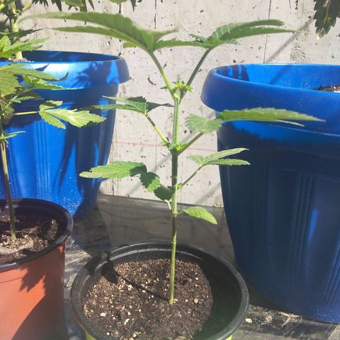 Cookies USA growlog timeline photo