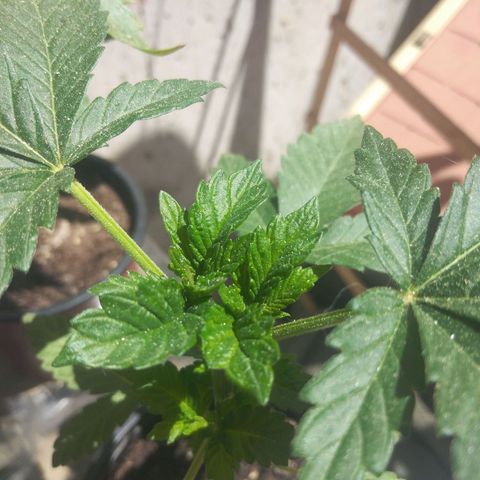 Cookies USA growlog timeline photo