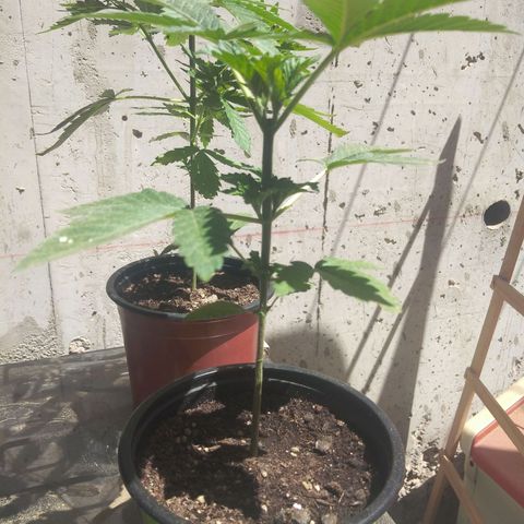 Cookies USA growlog timeline photo