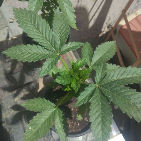 Cookies USA growlog timeline photo