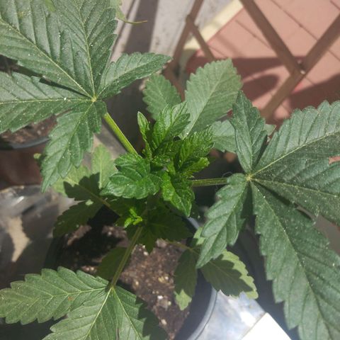 Cookies USA growlog timeline photo