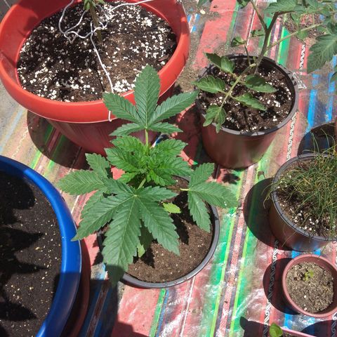Cookies USA growlog timeline photo