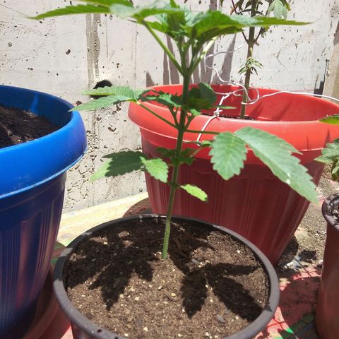 Cookies USA growlog timeline photo