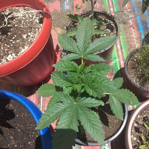 Cookies USA growlog timeline photo