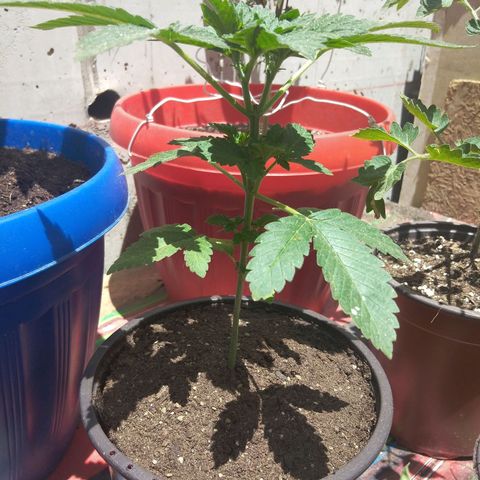 Cookies USA growlog timeline photo