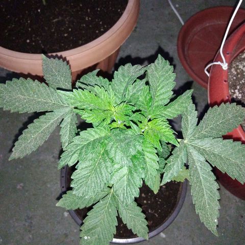 Cookies USA growlog timeline photo