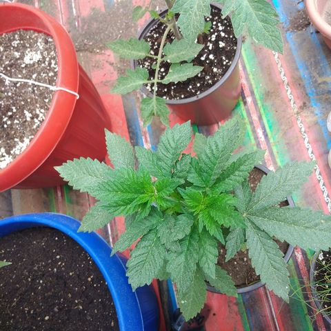 Cookies USA growlog timeline photo