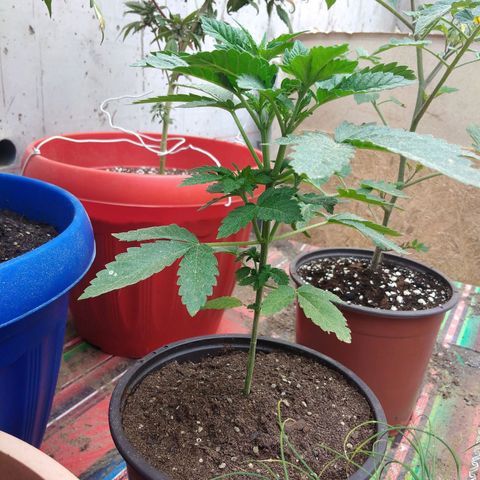Cookies USA growlog timeline photo