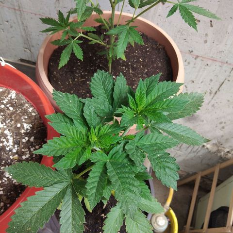 Cookies USA growlog timeline photo