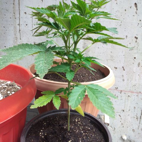 Cookies USA growlog timeline photo
