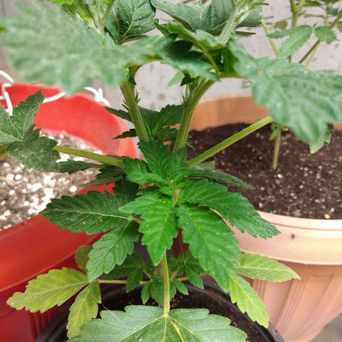 Cookies USA growlog timeline photo