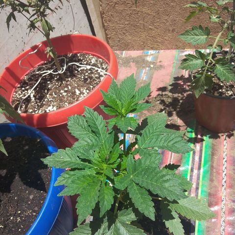 Cookies USA growlog timeline photo