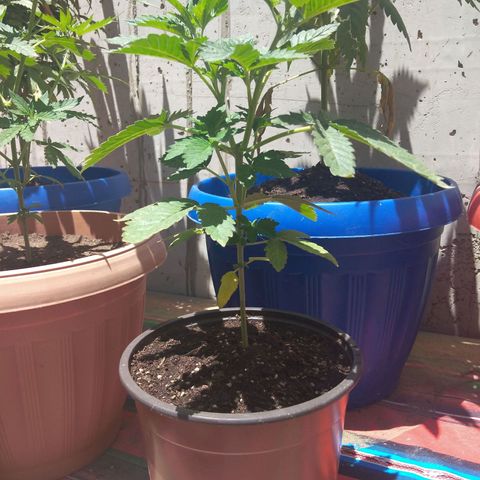 Cookies USA growlog timeline photo
