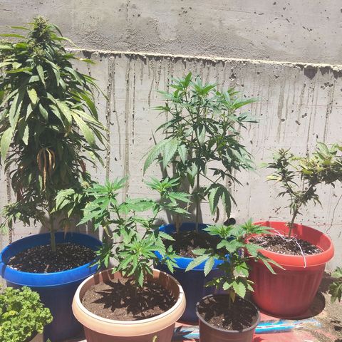 Cookies USA growlog timeline photo