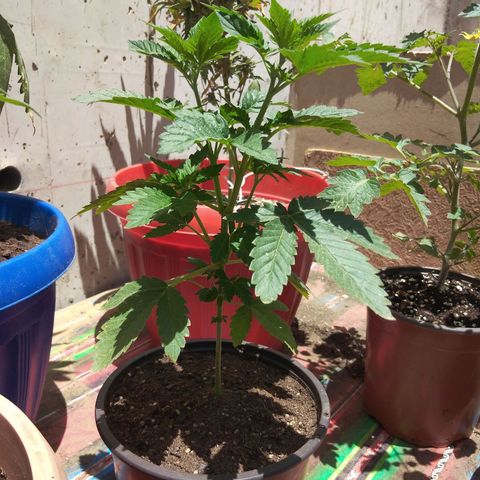 Cookies USA growlog timeline photo