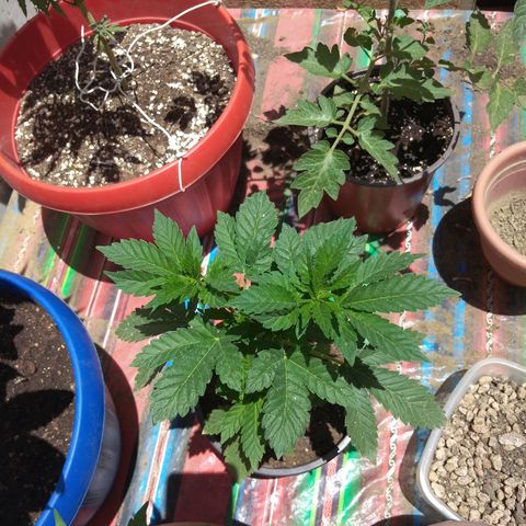 Cookies USA growlog timeline photo
