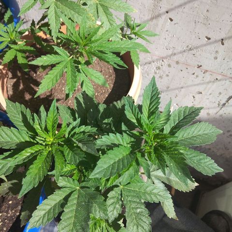 Cookies USA growlog timeline photo