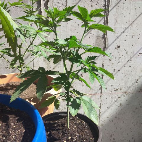 Cookies USA growlog timeline photo