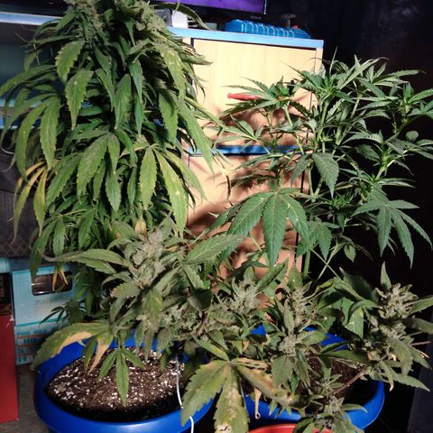 Cookies USA growlog timeline photo
