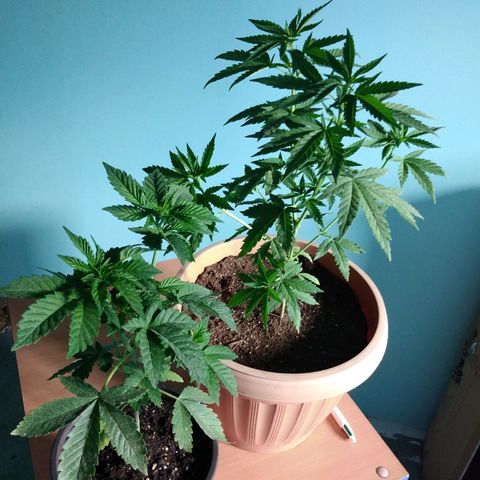 Cookies USA growlog timeline photo