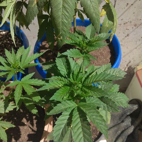 Cookies USA growlog timeline photo