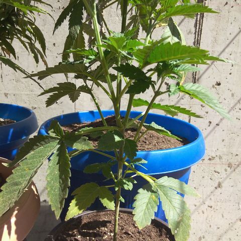 Cookies USA growlog timeline photo