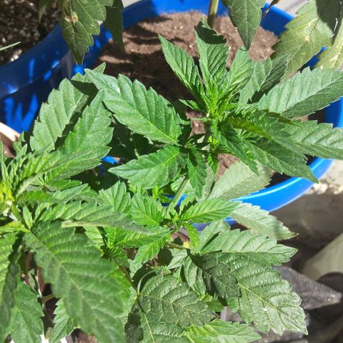 Cookies USA growlog timeline photo