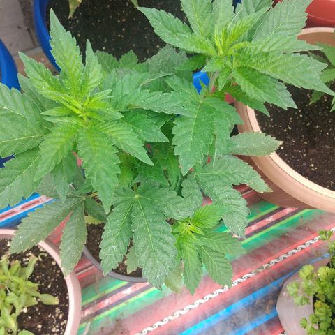 Cookies USA growlog timeline photo