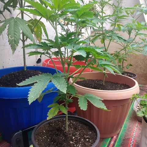Cookies USA growlog timeline photo