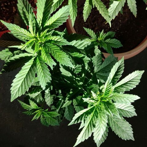 Cookies USA growlog timeline photo