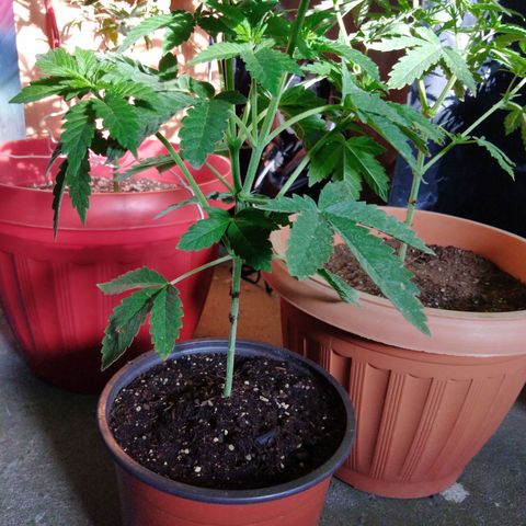 Cookies USA growlog timeline photo